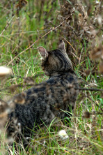 Flowing Meadows photo 16